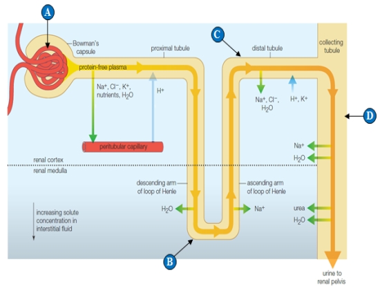   -The region where filtration occurs is indicated by the letter(s)  ____. A)  ​A B)  ​B C)  ​C D)  ​D E)  ​A and D 