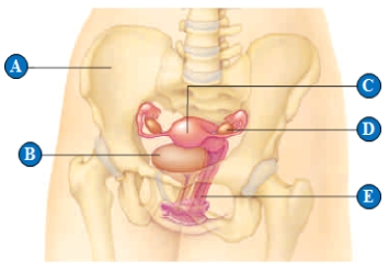    Use the figure above to answer the following question. -The letter  E  above represents the ____. A)  ​uterus B)  ​ovary C)  ​vagina D)  ​urinary bladder E)  pelvic girdle​ 