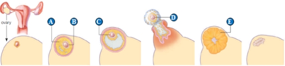    Use the figure above showing cyclic events in a human ovary to answer the following question. -Ovulation is indicated by the letter ____. A)  ​A B)  ​B C)  ​C D)  ​D E)  ​E 