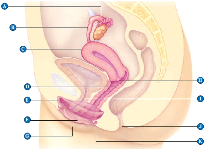   -cervix opening​ 