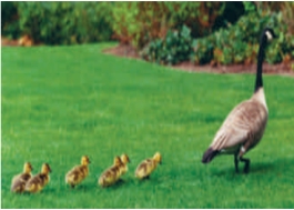   -The above figure of goslings (baby geese)  following their mother demonstrates ____. A)  ​imprinting behavior B)  ​operant conditioning C)  ​systematic desensitization D)  ​reactionary behavior E)  ​voluntary behavior 