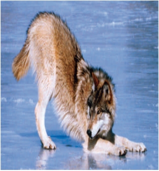   -The accompanying figure is of wolf behavior, which tells others _____. A)  ​to prepare for a fight B)  ​that the following behavior will be play C)  ​that the wolf is subordinate to whom he is bowing D)  ​that the following behavior will be aggressive E)  ​the wolf is ready to mate 