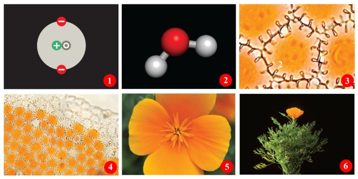 Figure 1.3    -What is represented in frame 5 of Figure 1.3,illustrating the levels of life's organization?   A)  Atom B)  Tissue C)  Molecule D)  Organ E)  Cell
