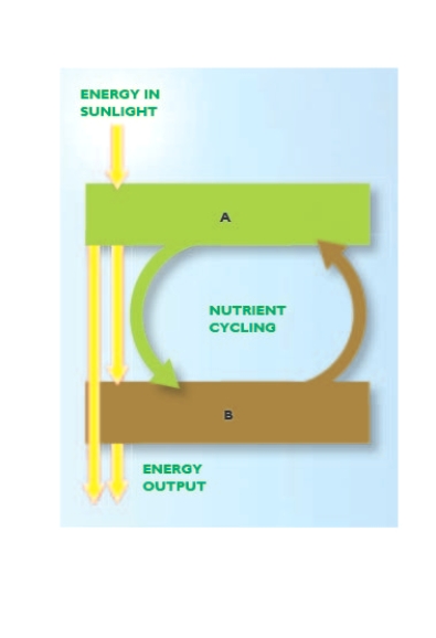 Figure 1.4    -In Figure 1.4, A  and  B  should be labeled,respectively,____ and _____.   A)  consumers; producers B)  decomposers; producers C)  producers; redistributors D)  producers; consumers E)  consumers; decomposers