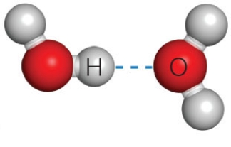 Figure 2.11B    -The dashed line in the accompanying figure represents a(n) ____.   A)  covalent bond B)  ionic bond C)  hydrogen bond D)  polar covalent bond E)  hydrophobic interaction