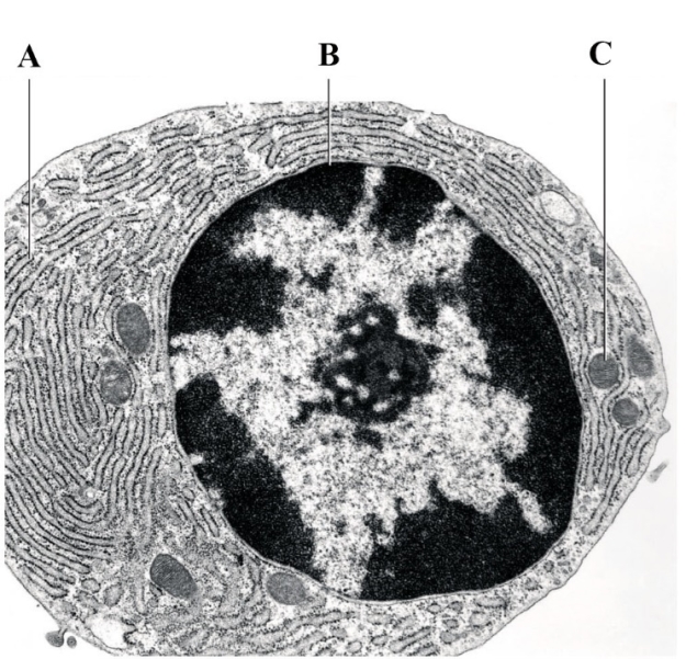 Figure 4.9    -The part labeled  B  in the accompanying figure is ____.   A)  a nucleus B)  a Golgi body C)  endoplasmic reticulum D)  a vacuole E)  a nucleoid