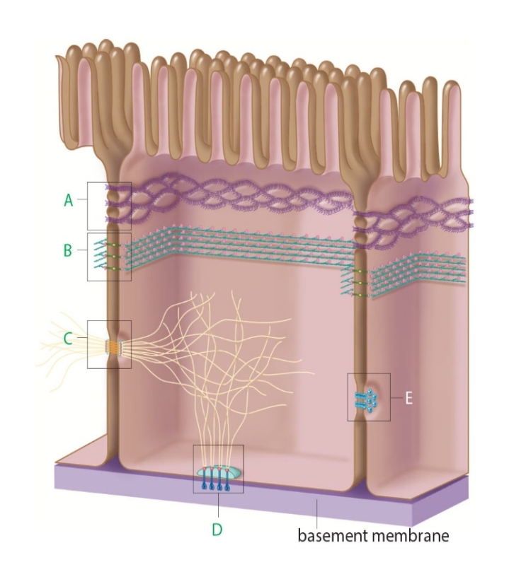 Figure 4.23A    -The structure labeled A in the accompanying figure ____.   A)  prevent movement of materials between cells B)  are found in tissues subjected to stretching C)  allow the free passage of materials between cells D)  are found mostly in heart muscle E)  are found in most tissues except in the stomach