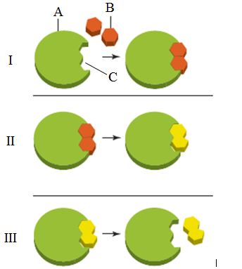     What is the item labeled  C  in the accompanying figure?  A)  The reactant B)  The substrate C)  The active site D)  The transition state E)  The product
