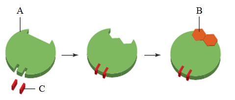   In the image above,the substance indicated as C is a(n) _____.  A)  inhibitor B)  regulatory molecule C)  substrate D)  coenzyme E)  cofactor