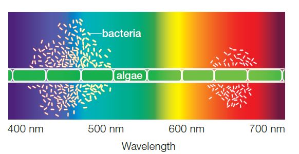   Figure 6.5B  - Refer to the figure above illustrating the results from Engelmann's investigation.Englemann's experiment was designed to determine ____.   A)  what wavelengths comprise visible light B)  what colors attract bacteria C)  if bacteria are attracted to oxygen D)  if photosynthesis releases oxygen E)  if photosynthesis is impacted by the color of light