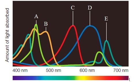Use the figure below to match the pigments' description with their absorption spectra. Figure 6.5C       -Potent antioxidant and signaling molecule found in carrots A) Peak A B) Peak B C) Peak C D) Peak D E) Peak E