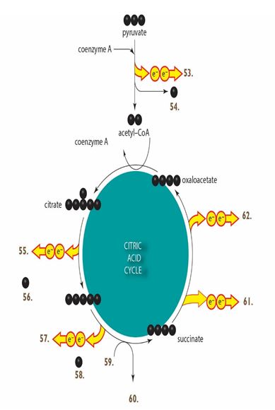 Labeling. Use these molecules to label the major inputs and/or outputs of the citric acid cycle on the figure below.Figure 7.8    -What molecule corresponds to the item labeled as  60  in the accompanying figure? A) CO<sub>2</sub> B) NADH C) ADP + Pi D) FADH<sub>2</sub> E) ATP