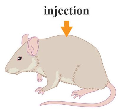  Answer the following questions about Griffith's experiments involving Streptococcus pneumoniae.   Figure 8.3  -If an injection to the mouse contains live S strain Streptococcus pneumonia,____.   A)  the mouse will develop fatal pneumonia. B)  live R strain will be detected in the mouse's blood C)  the mouse will remain healthy. D)  no live S strain will be detected in the mouse's blood E)  the live S strain bacteria will lose their pathogenicity 