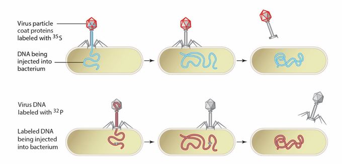 <strong> Figure 8.4 What type of virus particle is illustrated in the figure? </strong> A) Rhinovirus B) Adenovirus C) Bacteriophage D) HIV E) Rotavirus