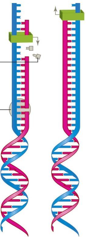    Figure 8.12 -In the accompanying figure,the green rectangular shape represents__________.   A)  DNA transferase B)  DNA helicase C)  RNA polymerase D)  DNA polymerase E)  DNA hybridization