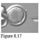 <strong> -The accompanying figure represents ____. </strong> A) cloning with a stem cell B) somatic cell nuclear transfer C) genetic manipulation of a single gene D) microsurgical manipulation of a chromosome E) embryonic cloning