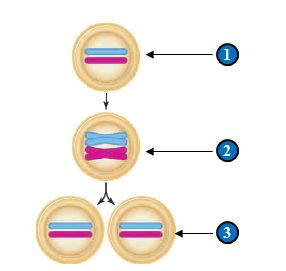Figure 11.2    -In the depiction of the cell cycle in the figure above,what does step 2 represent?   A)  A pair of homologous chromosomes in G1 B)  Two chromosomes in anaphase C)  A pair of duplicated homologous chromosomes after G1 D)  The entire genome of the organism E)  A chromosome in telophase