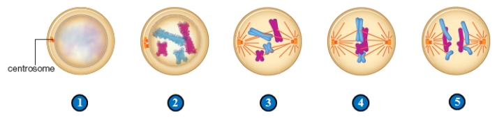 Figure 11.3    -The cell in panel 3 in the figure is in ___.   A)  anaphase B)  metaphase C)  interphase D)  prophase E)  telophase