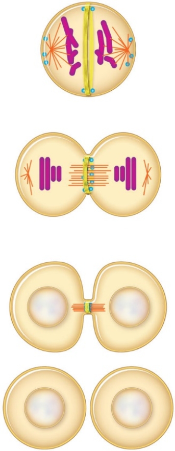 Figure 11.5    -This illustration shows _________________.   A)  cytoplasmic division in a plant cell B)  cytokinesis via a contractile ring mechanism C)  how chromosomes are dragged to the poles D)  chromosome condensation E)  an animal cell in interphase