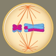 Figure 12.4    -The cell in the accompanying illustration is in ____.   A) prophase I B) metaphase I C) anaphase I D) prophase II E) anaphase II