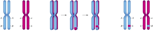Figure 12.5    -The accompanying figure illustrates ____.   A)  anaphase I B)  metaphase I C)  metaphase II D)  crossing over E)  migration