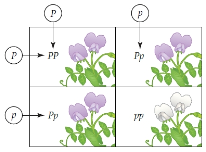 Figure 13.6    -Using the accompanying illustration and the assumption that half of a plant's sperm and eggs are p and half are P,one can predict that the chance of sperm p meeting egg P at fertilization is ____.   A)  50% B)  75% C)  25% D)  ½ X ¼ E)  100-%