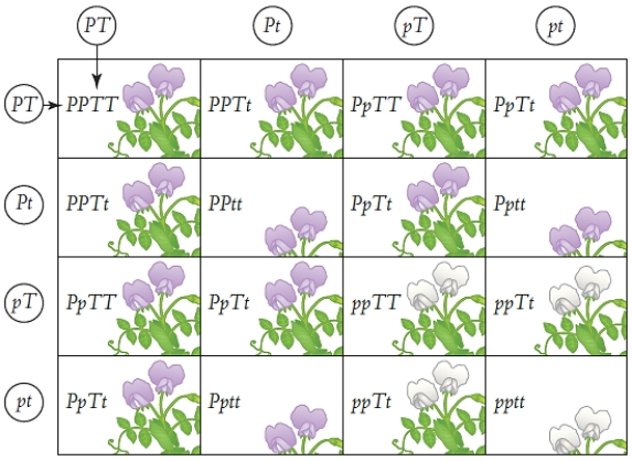 Figure 13.7    -Which offspring in the illustration above are homozygous recessive for both traits?   A)  PPTT B)  ppTT C)  PpTt D)  pptt E)  PPtt
