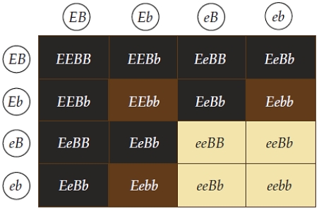 Figure 13.11    -The F2 phenotypic ratio of 9:3:4,as shown above,is a result of a cross involving   A)  two genes expressing complete dominance. B)  a gene expressing dominance and another gene expressing codominance. C)  two genes expressing codominance. D)  epistasis, in which one gene modifies the expression of the other gene. E)  multiple alleles.