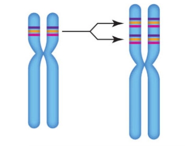 <strong>Excerpt from Figure 14.8 The accompanying figure represents which chromosomal change? </strong> A) Inversion B) Deletion C) Duplication D) Translocation E) Aneuploidy