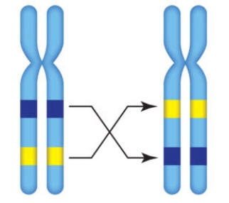 <strong>Excerpt from Figure 14.8 The accompanying figure represents which chromosomal change? </strong> A) Inversion B) Deletion C) Duplication D) Translocation E) Aneuploidy