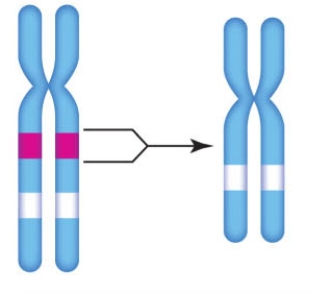 <strong>Excerpt from Figure 14.8 The accompanying figure represents which chromosomal change? </strong> A) Inversion B) Deletion C) Duplication D) Translocation E) Aneuploidy