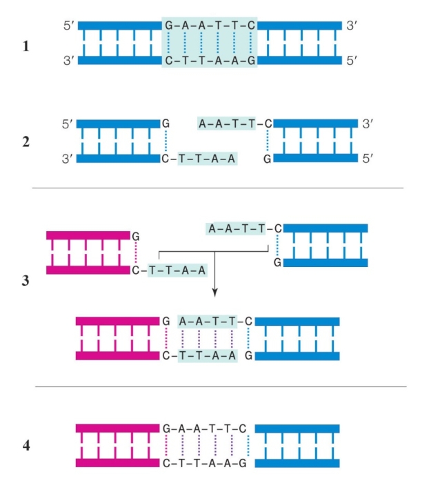     The following question refers to the figure above illustrating the initial steps in the formation of recombinant DNA. -What is used to cut the DNA in panels 1 and 2? A)  Restriction enzymes B)  Reverse transcriptase C)  DNA polymerases D)  RNA polymerases E)  DNA ligases 