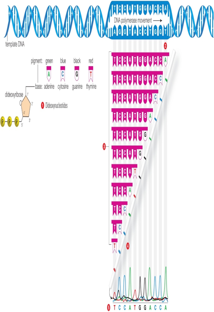 <strong>Figure 15.7   The accompanying figure illustrates ____.  </strong> A) the production of recombinant DNA B) probing for transferred genes C) DNA fingerprinting D) DNA sequencing E) producing radioactive probes <div style=padding-top: 35px> 