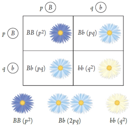 Figure 17.3    -If the population of flowers illustrated in the accompanying Punnett square is in genetic equilibrium,the frequency of the homozygous dominant genotype in the new generation will be ____.   A)  p<sup>2</sup> B)  2pq C)  p<sup>2 </sup>+ q<sup>2</sup> D)  q<sup>2</sup> E)  p<sup>2 </sup>+ 2pq