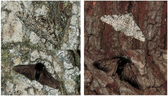 Figure 17.5    -As the trees in England become less sooty due to pollution controls on factories,which of the moths in the accompanying figure will be selected against?   A)  The dark moth on the dark tree B)  The light moth on the light tree C)  All of the light moths equally D)  The dark moth on the light tree E)  All of the dark moths equally