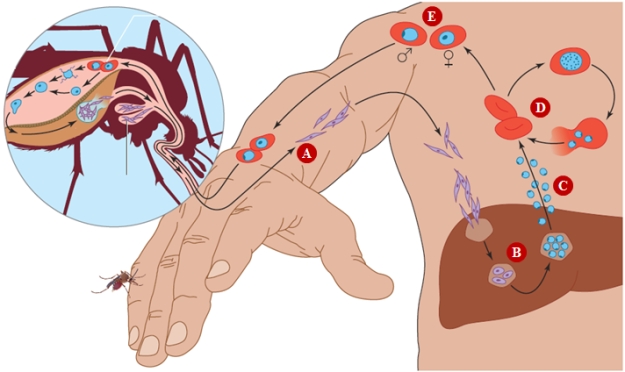 <strong> -Refer to the accompanying figure Within one or two weeks after infection with Plasmodium,ruptured liver cells release _____ and cellular debris into the host's bloodstream,causing fever and weakness characteristic of malaria. </strong> A) Sporozoites B) Merozoites C) Anopheles mosquitoes D) Gametocytes E) Zygotes