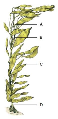 <strong> -Refer to the accompanying figure The organism shown in the accompanying figure belongs to the ____ group. </strong> A) kinetoplastids B) diplomonads C) green algae D) red algae E) brown algae