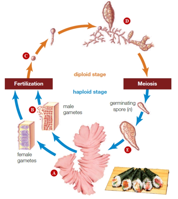 <strong> The structure labeled A is the __________. </strong> A) gametophyte B) sporophyte C) sporangium D) plant stage E) zygote