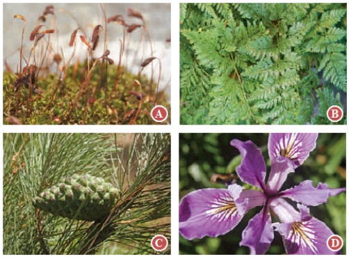      -Which of the photographs in the above figure is a gymnosperm?   A) A B) B C) C D) D E) Both C and D 