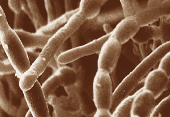 Figure 23.3    -Refer to the accompanying figure.What fungal structure is comprised of a mass of threadlike strands of cells,attached one to the other?   A) mycelium B) protistans C) mycorrhizae D) stolons E) rhizoids