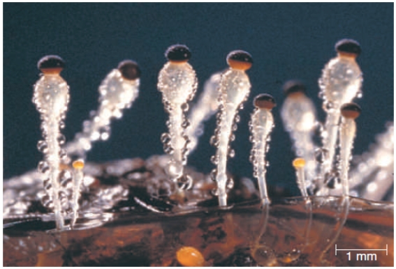 Figure 23.8    -In the photograph of the zygote fungus Pilobolus,what are the dark hats atop of the structures?   A) Hypha B) Gametangium C) Zygote D) Sporangium E) Nucleus