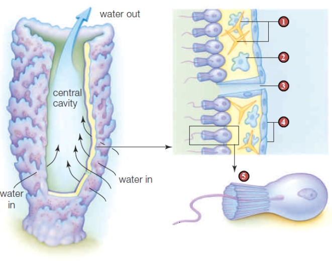    Figure24.6   -In the accompanying figure,a cell type that distributes breakdown products of digestion to other cells in the sponge body is identified by the number ____.   A) 1 B) 2 C) 3 D) 4 E) 5