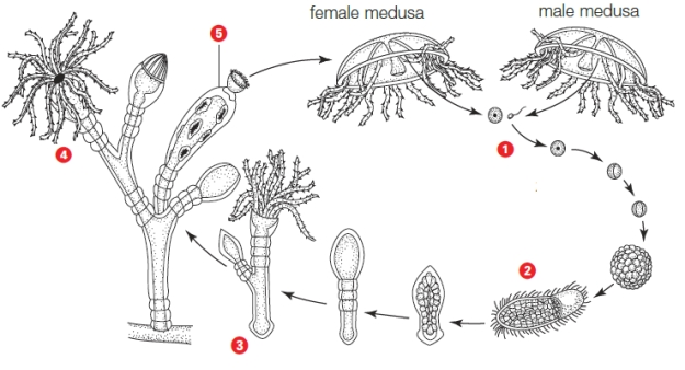 Figure 24.9    -In the accompanying figure,an asexually reproducing individual is indicated by _____.   A) 1 B) 2 C) 3 D) 4 E) 5