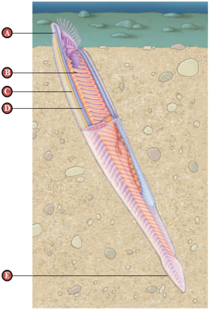   Figure 25.2   -Consider the accompanying figure.Four of the following are true statements about the structure indicated by  D.  Which statement is false?   A)  It first evolved in arthropods. B)  It extends anteriorly into the head region. C)  It provides support for muscle contraction. D)  It is replaced in most adult vertebrates by the vertebral column. E)  It is one of the four exclusive features of chordates.