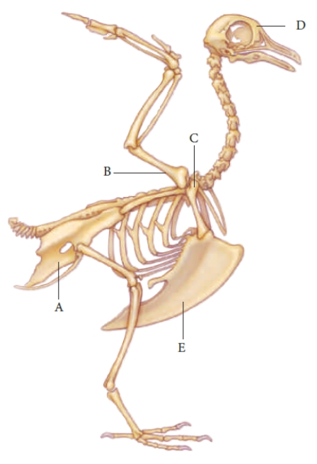   Figure 25.20   -The letter E in the accompanying figure represents the ____.   A) humerus B) pectoral girdle C) skull D) sternum E) pelvic girdle