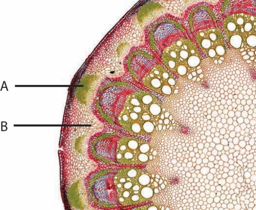   Figure 27.5   -The letter  B  in the accompanying figure represents ____.   A)  sclerenchyma fibers B)  parenchyma C)  xylem D)  epidermis E)  phloem