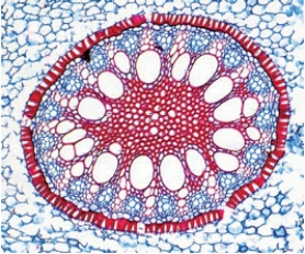   -The accompanying figure shows a cross-section through the vascular cylinder of a(n)____. A) monocot stem B) eudicot stem C) monocot root D) eudicot root E) eudicot leaf vein