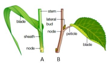   -Figure  A  in the accompanying figure is a ____.   A)  cotyledon B)  cladode C)  corm D)  eudicot E)  monocot