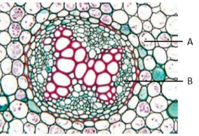   Figure 27.5   -The letter  A  in the accompanying figure represents ____.   A)  pericycle B)  endodermis C)  primary xylem D)  root cortex E)  primary phloem