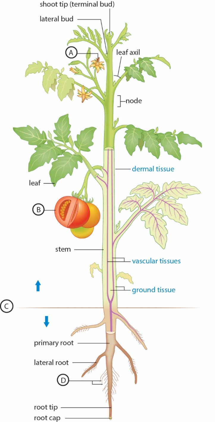 The following statements refer to the figure below showing the general body plan of a plant.   -The plant parts ABOVE the line at  C  represent the __________.   A)  ground tissue only B)  root system C)  shoot system D)  stalk E)  light-independent parts